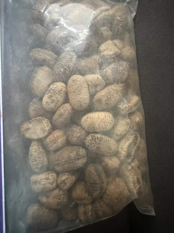 Bitter Kola Nuts - Image 3
