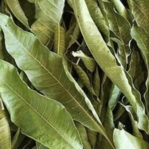Mango Dry Leaves