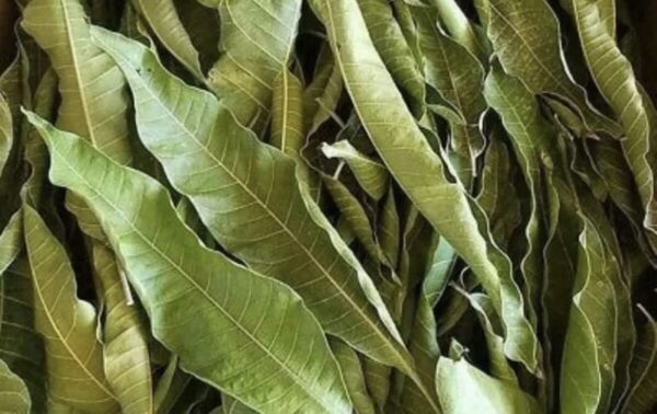 Mango Dry Leaves