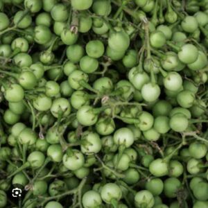 Green zanmorèt ( Turkey Berry Seeds)