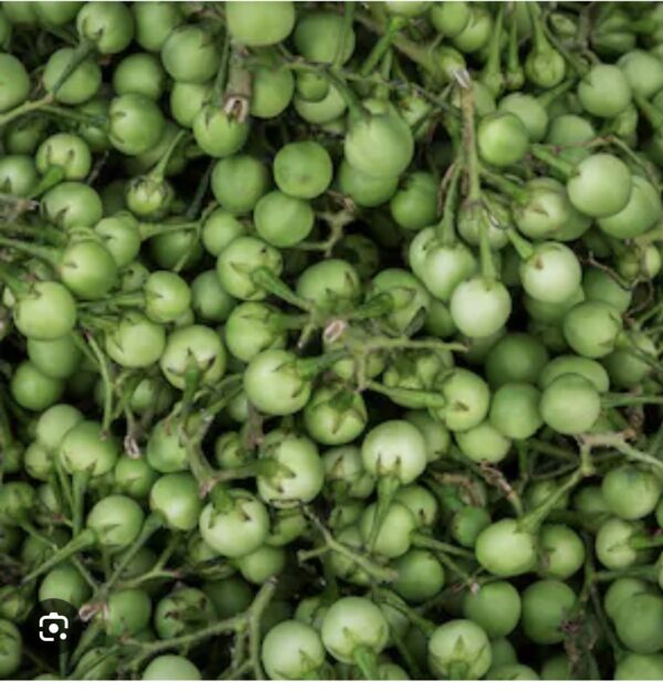 Green zanmorèt ( Turkey Berry Seeds)