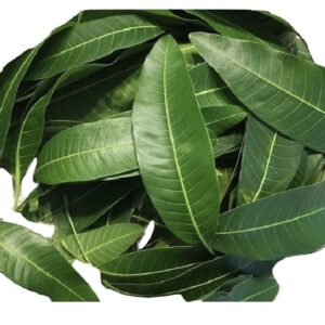 Avocado dry leaves/ Fèy zaboka