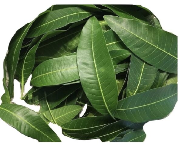 Avocado dry leaves/ Fèy zaboka