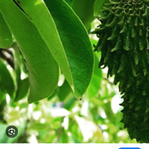 Dry Soursop Leaf ( Fèy Corosol)